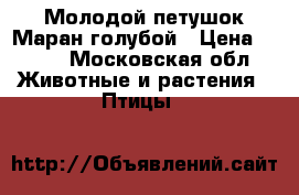 Молодой петушок Маран голубой › Цена ­ 650 - Московская обл. Животные и растения » Птицы   